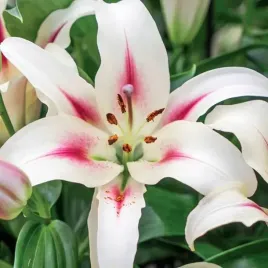 lilia-drzewiasta-nymph-1-szt-cebule-cebulki-lilii-lilie