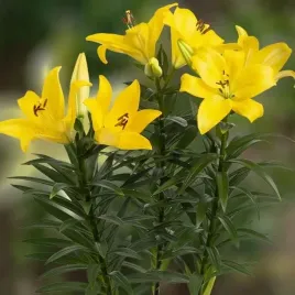 lilia-azjatycka-doniczkowa-summer-sun-1-szt-cebule-cebulki-lilii-lilie