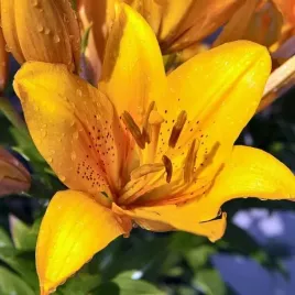 lilia-azjatycka-cordelia-1-szt-cebule-cebulki-lilii-lilie