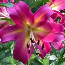 lilia-drzewiasta-empoli-1-szt-cebule-cebulki-lilii-lilie