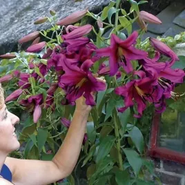 lilia-drzewiasta-purple-prince-xxl-20-22-1-szt-cebule-cebulki-lilii-liliei