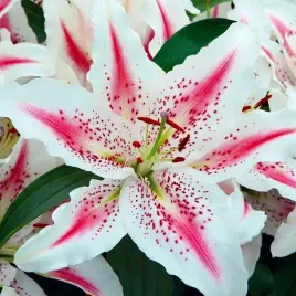 lilia-orientalna-lovely-day-1-szt-cebule-cebulki-lilii-lilie