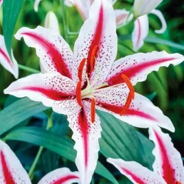 lilia-orientalna-dizzy-1-szt-cebule-cebulki-lilii-lilie