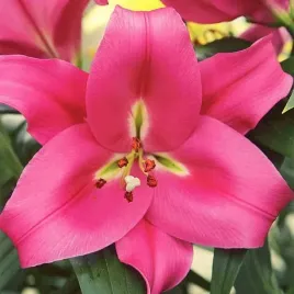 lilia-drzewiasta-corvette-xxl-22-24-1-szt-cebule-cebulki-lilii-lilie