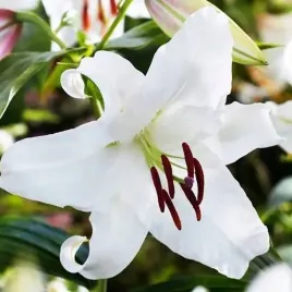 lilia-orientalna-santander-1-szt-cebule-cebulki-lilii-lilie