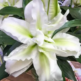 lilia-pelna-roselily-aisha-1-szt-cebule-cebulki-lilii-lilie