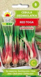 cebula-siedmiolatka-red-toga-1g-t