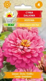 cynia-daliowa-rozowa-nasiona-1g-t