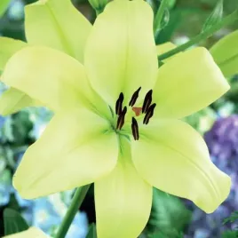 lilia-la-trebbiano-gerrit-zalm-1-szt-cebule-cebulki-lilii-lilie