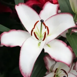 lilia-orientalna-the-edge-1-szt-cebule-cebulki-lilii-lilie