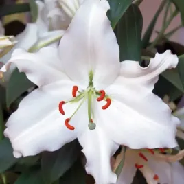 lilia-orientalna-rialto-1-szt-cebule-cebulki-lilii-lilie