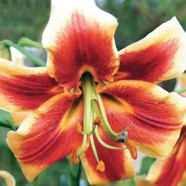 lilia-drzewiasta-red-morning-1-szt-cebule-cebulki-lilii-lilie