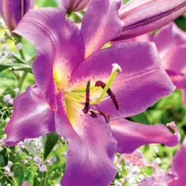 lilia-drzewiasta-purple-lady-1-szt-cebule-cebulki-lilii-lilie