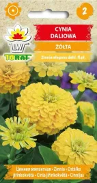 cynia-daliowa-zolta-nasiona-1g-t
