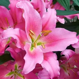 lilia-orientalna-praiano-xxl-24-1-szt-cebule-cebulki-lilii-lilie