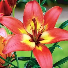 lilia-azjatycka-forever-linda-1-szt-cebule-cebulki-lilii-lilie