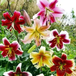 lilia-drzewiasta-mieszanka-mix-5-szt-cebule-cebulki-lilii-lilie