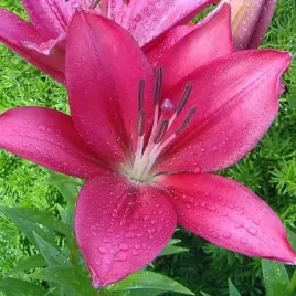 lilia-la-fangio-1-szt-cebule-cebulki-lilii-lilie