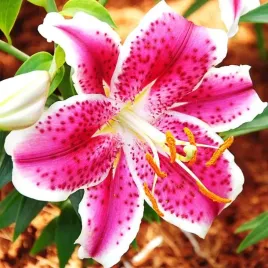 lilia-orientalna-starfighter-xl-18-20-1-szt-cebule-cebulki-lilii-lilie