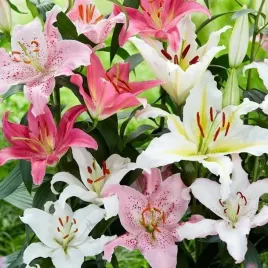 lilia-orientalna-mieszanka-mix-5-szt-cebule-cebulki-lilii-lilie