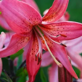 lilia-tygrysia-pink-tiger-1-szt-cebule-cebulki-lilii-lilie