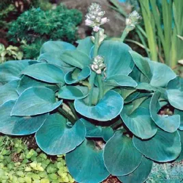 hosta-funkia-blue-mouse-ears-mysie-uszka-1-szt-sadzonka-klacze