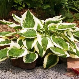 hosta-funkia-patriot-1-szt-sadzonka-sadzonki