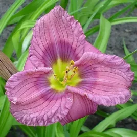 hemerocallis-liliowiec-siloam-new-toy-1-szt-sadzonka-bylina-klacze