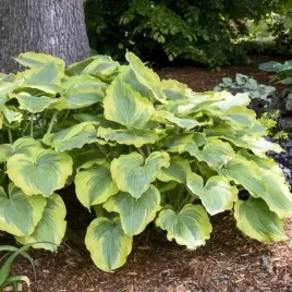 hosta-funkia-wu-la-la-1-szt-sadzonka-sadzonki-klacze