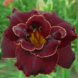 hemerocallis-liliowiec-night-embers-1-szt-sadzonka-bylina-klacze