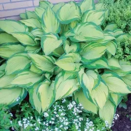 hosta-funkia-albopicta-1-szt-sadzonka-sadzonki-klacze