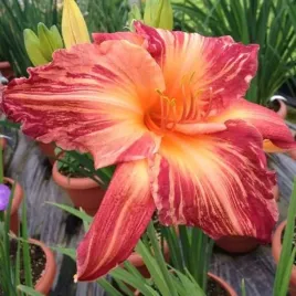 hemerocallis-liliowiec-pink-stripes-1-szt-sadzonka-bylina-klacze