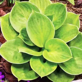 hosta-funkia-monster-ears-mysie-uszka-1-szt-sadzonka-sadzonki