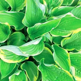 hosta-funkia-aureomarginata-1-szt-sadzonka-sadzonki-klacze