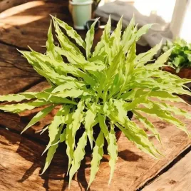 hosta-funkia-wiggles-and-squiggles-1-szt-sadzonka-sadzonki