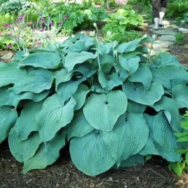 hosta-funkia-blue-mammoth-1-szt-olbrzymia-sadzonka-klacze