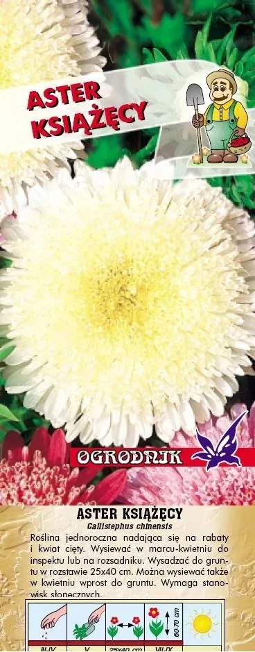 aster-ksiazecy-bialy-1g-o