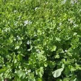 rzodkiew-oleista-przedplon-i-poplon-nasiona-1-kg