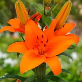 lilia-azjatycka-tresor-1-szt-cebule-cebulki-lilii-lilie