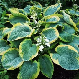 hosta-funkia-frances-williams-1-szt-sadzonka-sadzonki-klacze
