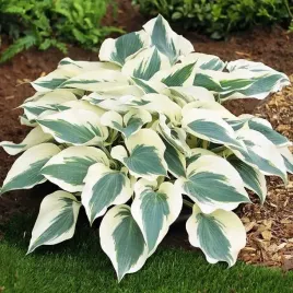 hosta-funkia-firn-line-1-szt-sadzonka-sadzonki-klacze