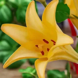 lilia-longiflorum-difference-16-18-cebule-cebulki-lilii-lilie