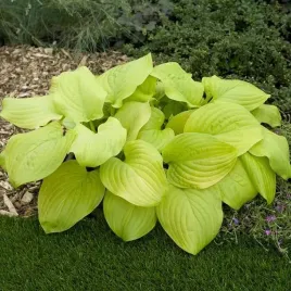 hosta-funkia-tortilla-chip-1-szt-sadzonka-sadzonki-klacze