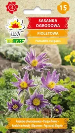 sasanka-ogrodowa-fioletowa-nasiona-02g-t