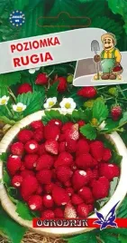 poziomka-rugia-nasiona-02g-o