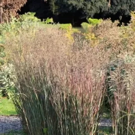 panicum-proso-rozgowate-heiliger-hain-1-szt-doniczka-p9