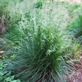 deschampsia-cespitosa-smialek-darniowy-1-szt-doniczka-p9