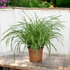 carex-turzyca-trawa-irish-green-1-szt-doniczka-p9
