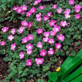 erodium-iglica-zmienna-bishop-s-form-1-szt-doniczka-p9
