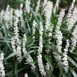 liriope-muscari-monroe-white-1-szt-doniczka-p9